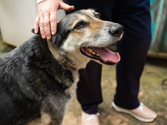 essential-tips-to-keep-your-senior-dog-healthy