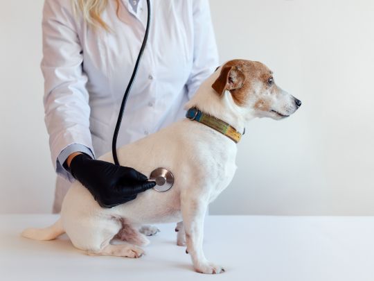 regular-pet-wellness-exams-lifelong-health