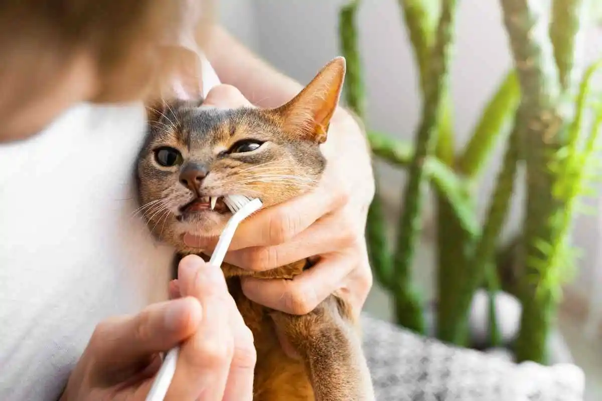 keep-your-cat-teeth-clean