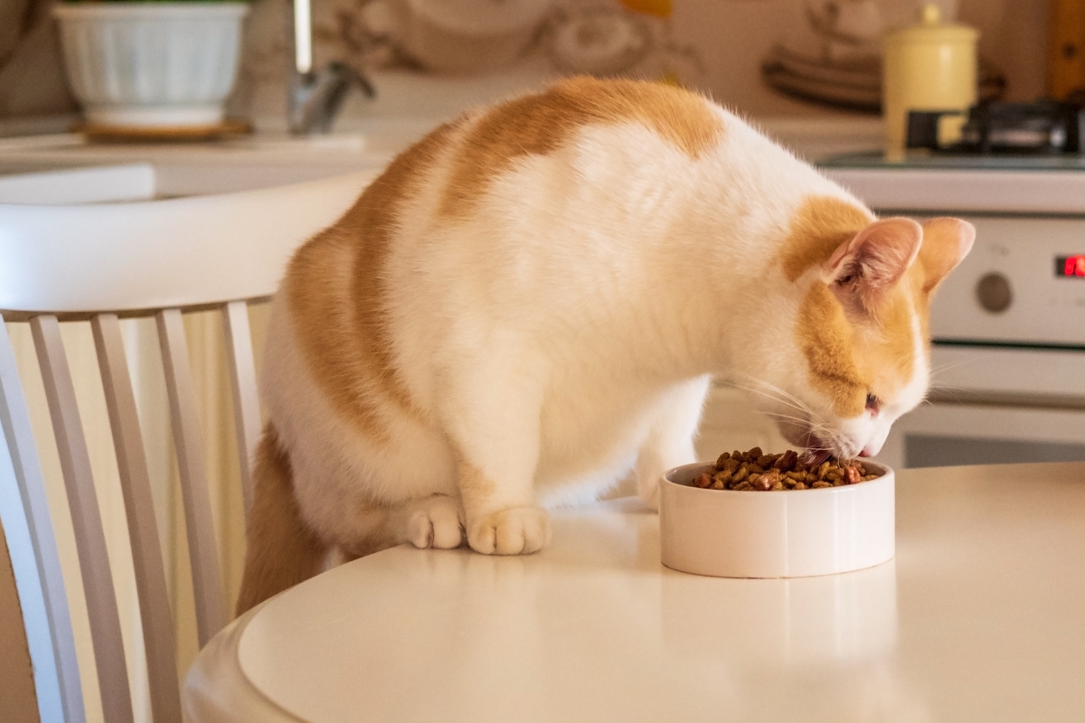 nutrition-for-senior-cats