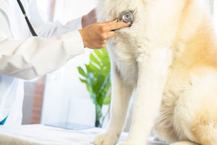 Seasonal Pet Health Guide