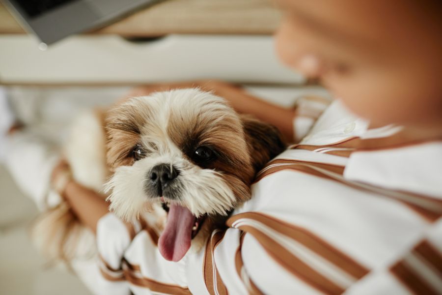 persistent-dog-cough-when-visit-animal-hospital-near-you