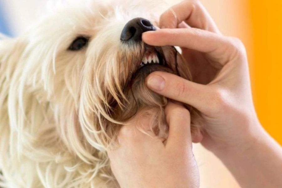 dog-dental-care-why-it-matters-guide