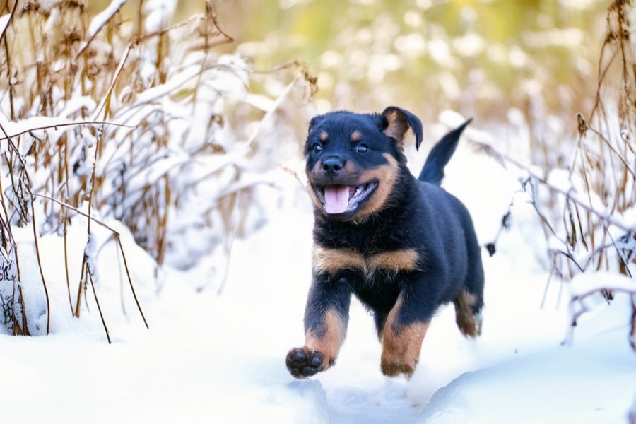 why-dogs-sleep-near-humans-reasons