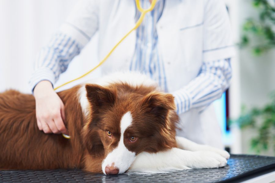how-often-take-pet-to-vet-guide
