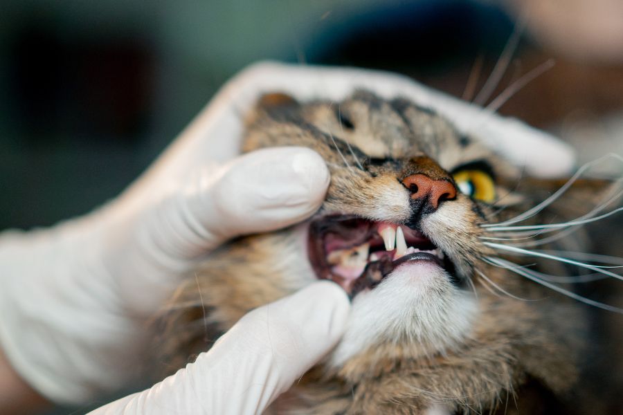 signs-pet-dental-infection-what-next-guide
