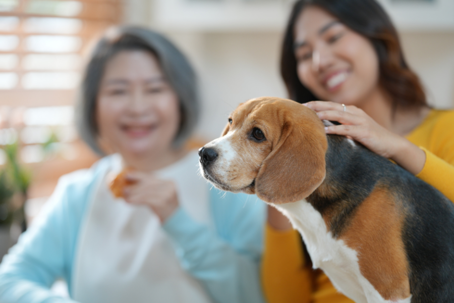 pet-licking-one-paw-urgent-care-guide