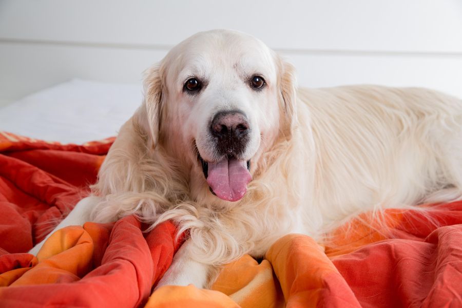 salt-toxicity-in-dogs-urgent-warning-signs-guide