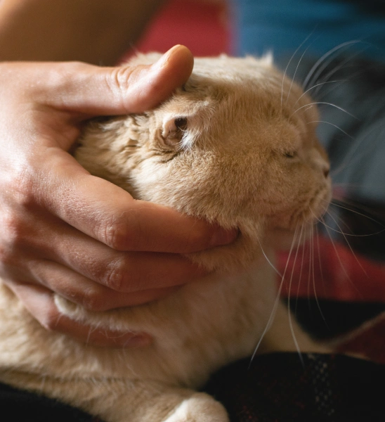 Close-up of a person gently petting an orange and white cat's head and cheek, showing affectionate care for the pet."