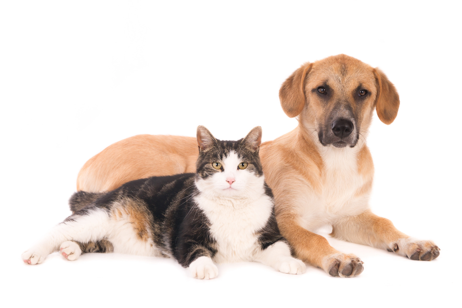 valley-fever-in-pets-signs-urgent-care-guide