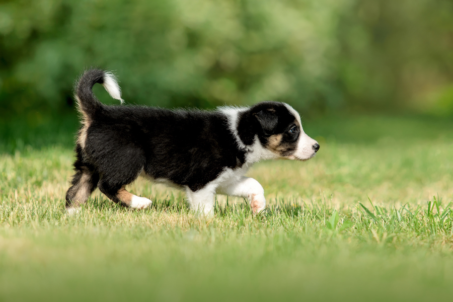 how-to-choose-best-puppy-for-family