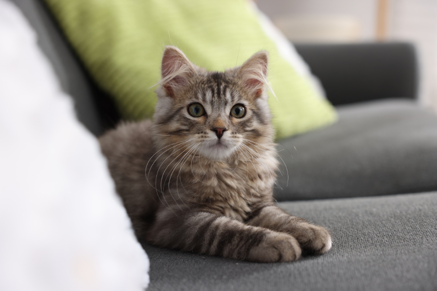 puppy-kitten-health-issues