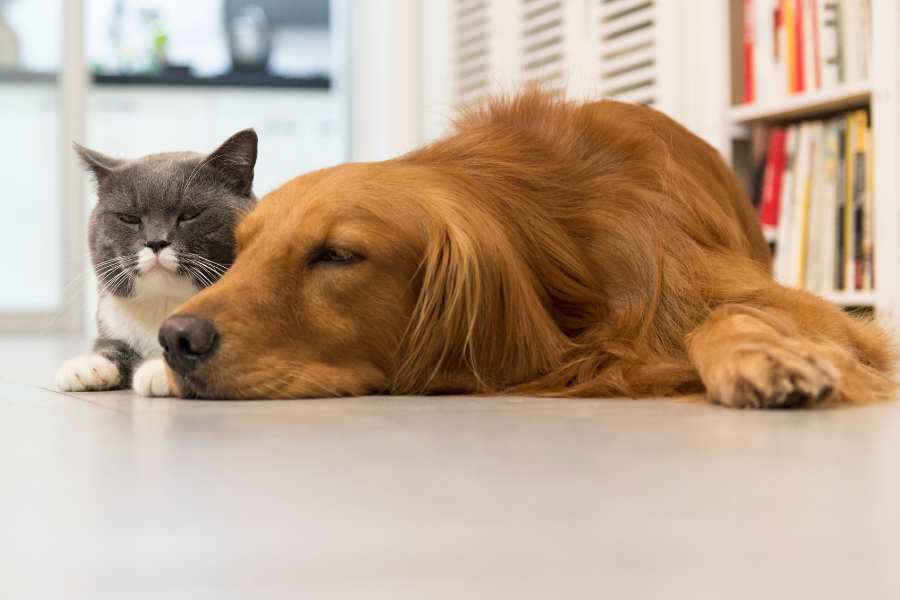 lethargy-in-dogs-and-cats