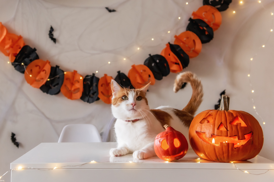 pet-friendly-halloween-treats
